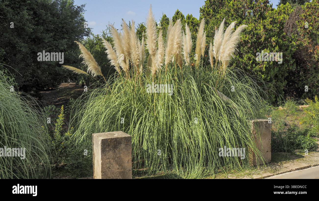 Pampa erba (Cortaderia selloana) Foto Stock