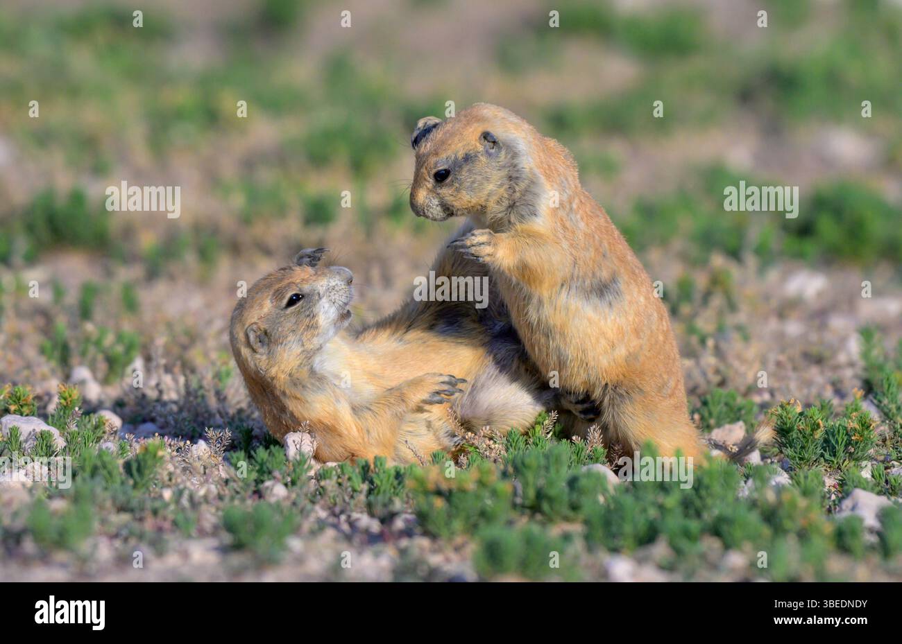 Giovani cani della prateria dalla coda nera (Cynomys ludovicianus) che giocano, Lubbock, Texas, Stati Uniti. Foto Stock