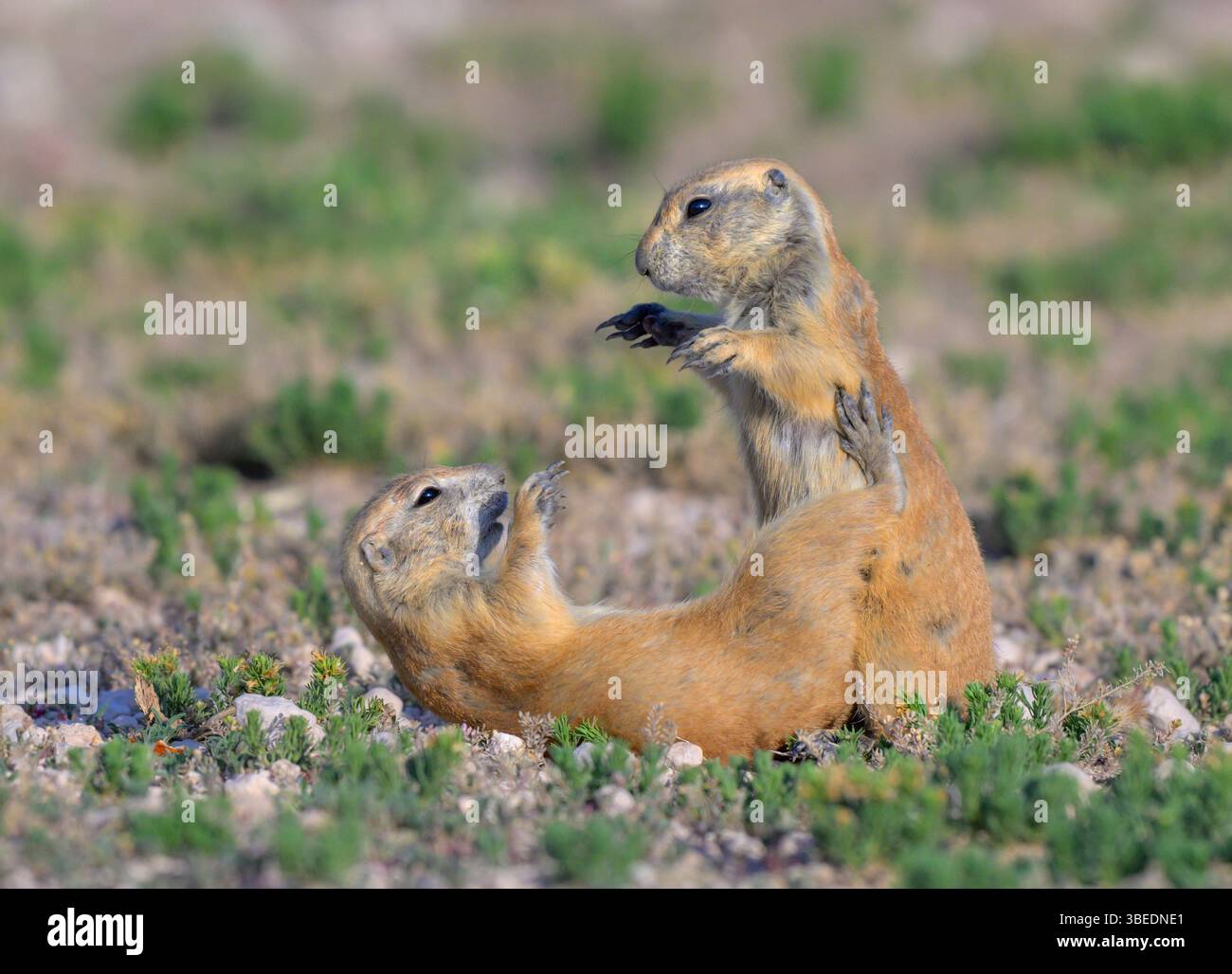 Giovani cani della prateria dalla coda nera (Cynomys ludovicianus) che giocano, Lubbock, Texas, Stati Uniti. Foto Stock