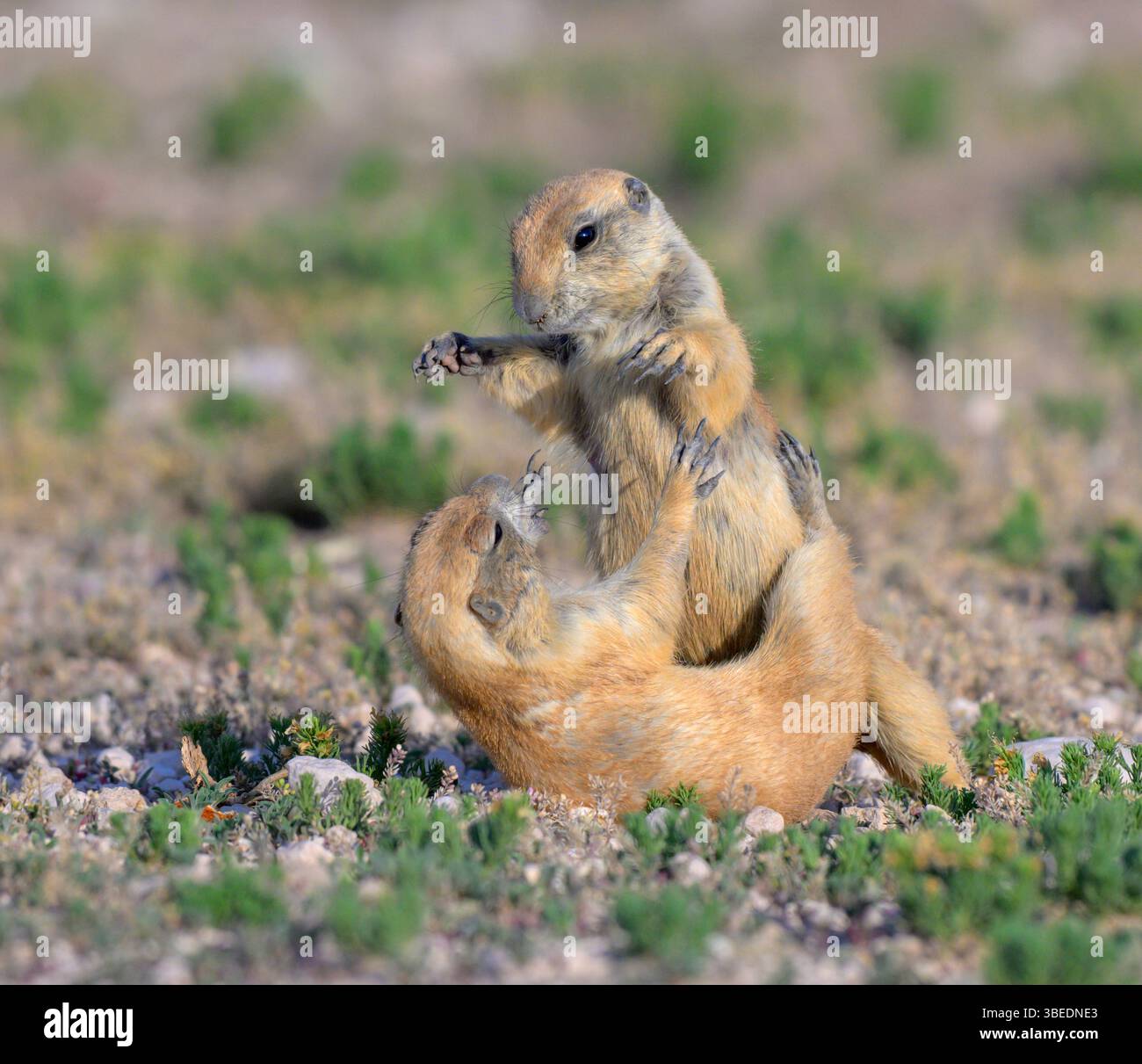Giovani cani della prateria dalla coda nera (Cynomys ludovicianus) che giocano, Lubbock, Texas, Stati Uniti. Foto Stock