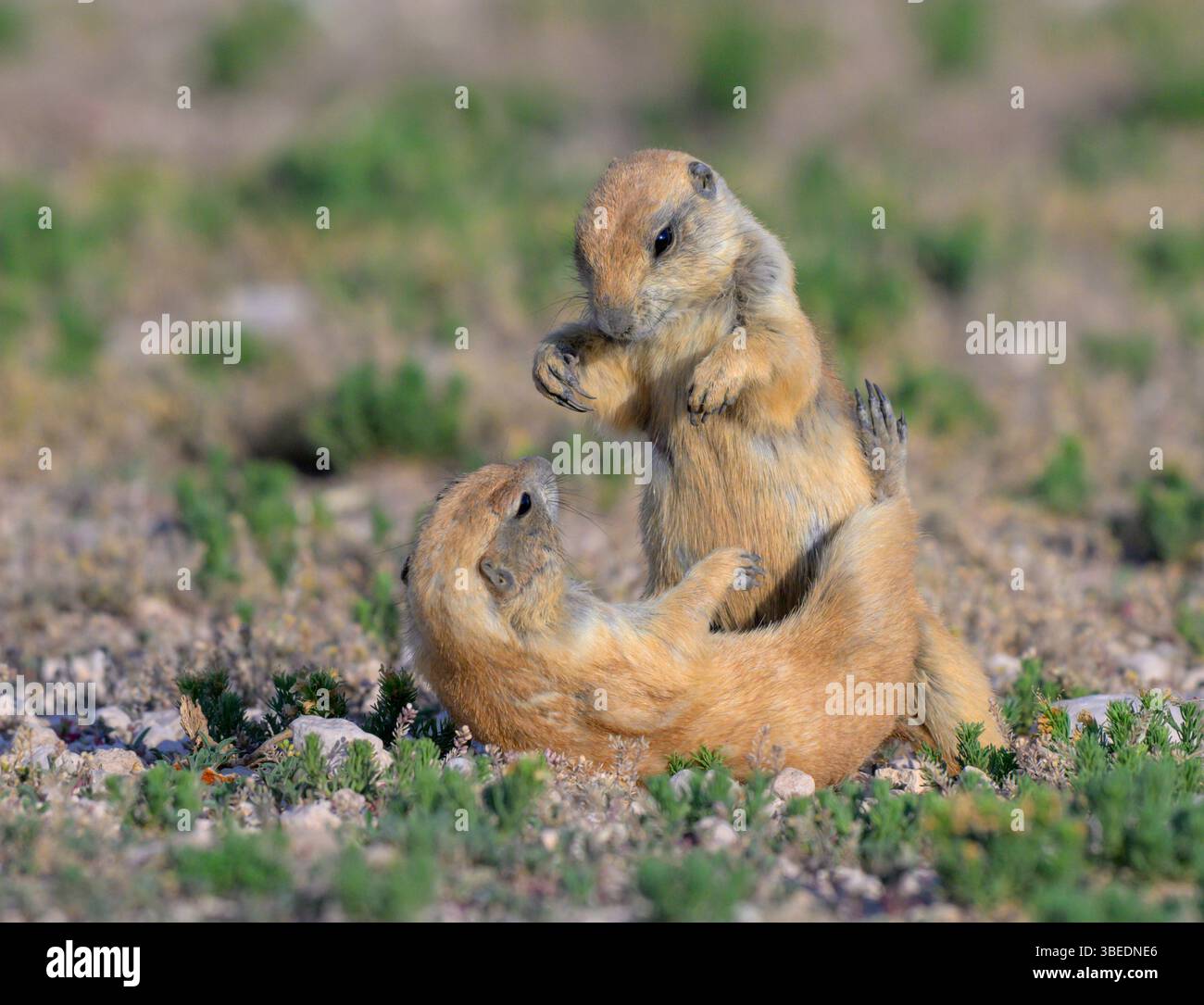 Giovani cani della prateria dalla coda nera (Cynomys ludovicianus) che giocano, Lubbock, Texas, Stati Uniti. Foto Stock