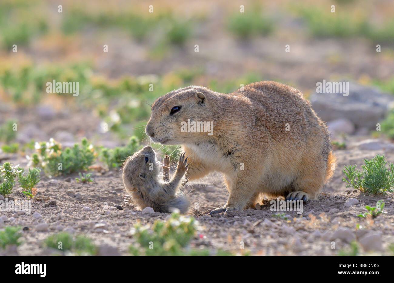 Cane della prateria dalla coda nera (Cynomys ludovicianus) che gioca con un cucciolo, Lubbock, Texas, USA. Foto Stock