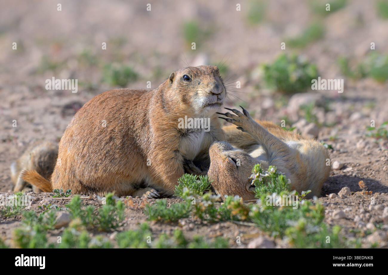 Cani da prateria dalla coda nera (Cynomys ludovicianus), storia d'amore, Lubbock, Texas, Stati Uniti Foto Stock