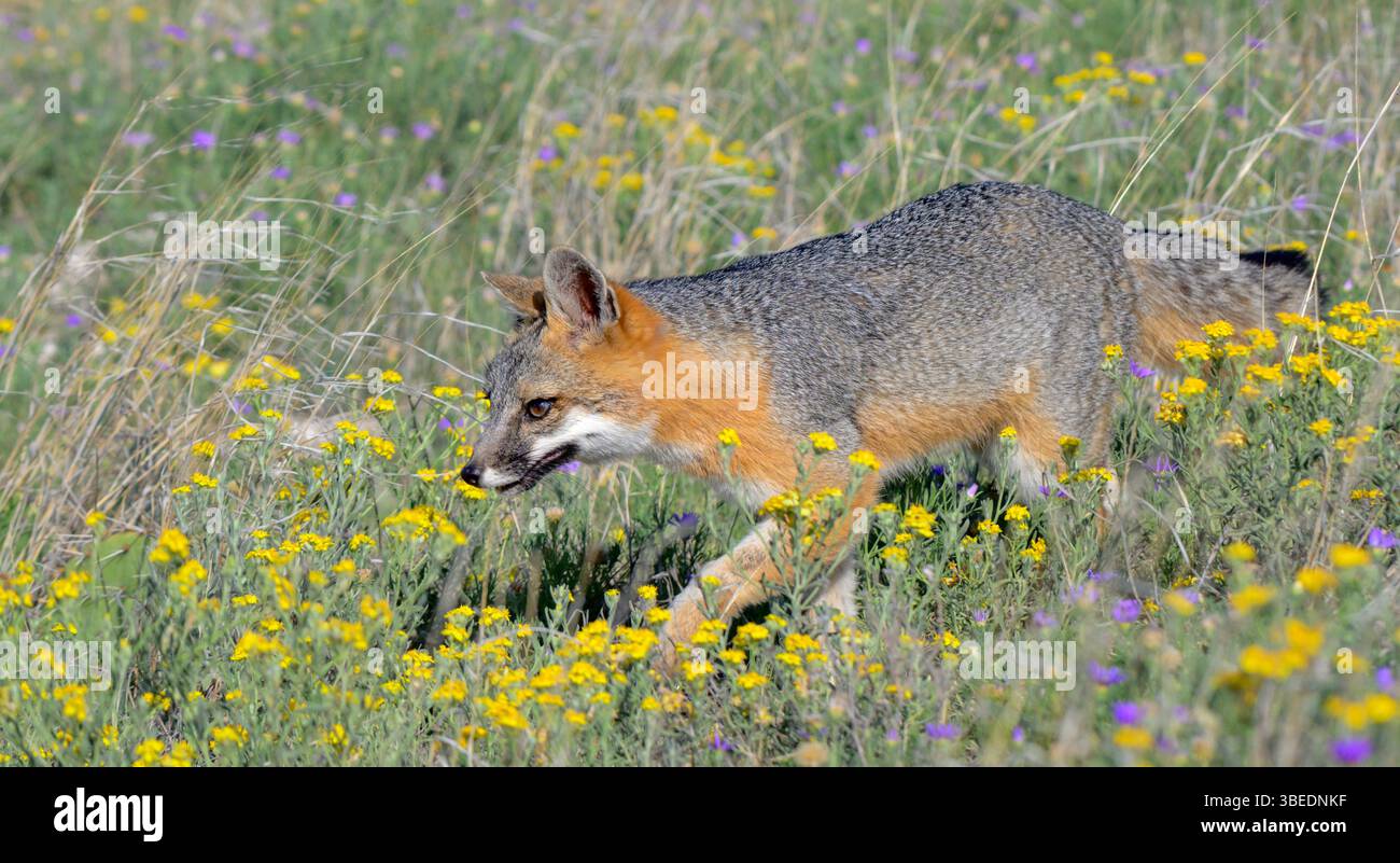 Volpe grigia (Urocyon cinereoargenteus) nella prateria in fiore, Lubbock, Texas, Stati Uniti. Foto Stock