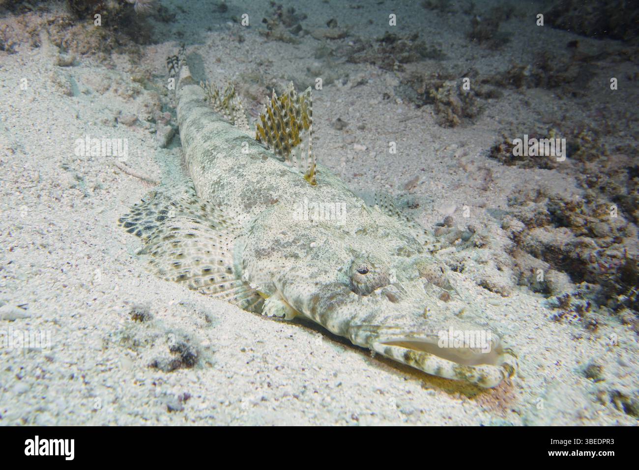 Pesci di coccodrillo (Papilloculiceps longiceps) Foto Stock