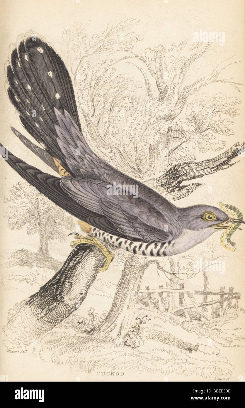 Cucù comune, cucù europeo o cucù eurasiatico, cucolo canorus. Uccello maschio con bruco nel becco arroccato su un ramo d'albero. Incisione in acciaio colorata a mano di William Lizars dopo un'illustrazione di James Stewart da Sir William Jardine's Ornithology, British Birds, Incessores, Vol. XXV of the Naturalist's Library, W.H. Lizars, Edimburgo, 1843. Foto Stock