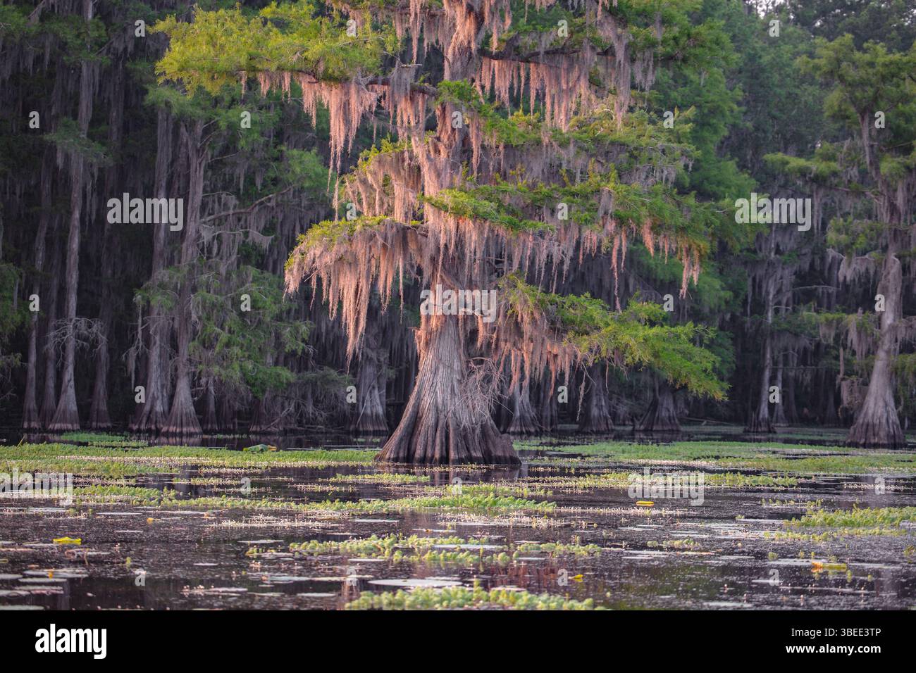 Un bellissimo albero di cipresso calvo ricoperto di luccicante muschio spagnolo presso il lago Caddo. Foto Stock