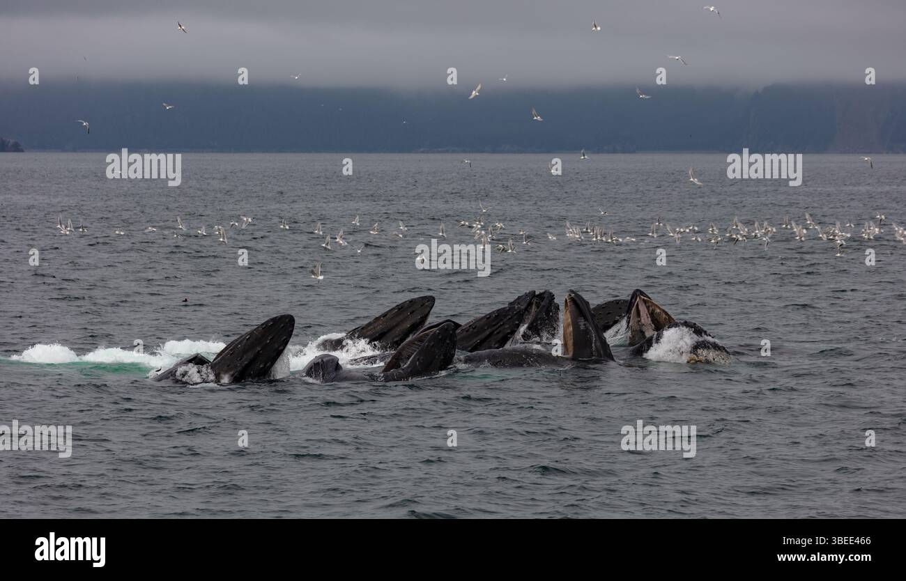 Le megattere si nutrono di reti da bolla al Kenai Fjords National Park in Alaska. Foto Stock