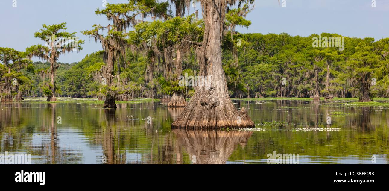 La grande base gonfiata di un cipresso calvo si riflette nelle acque calme del lago Caddo. Foto Stock