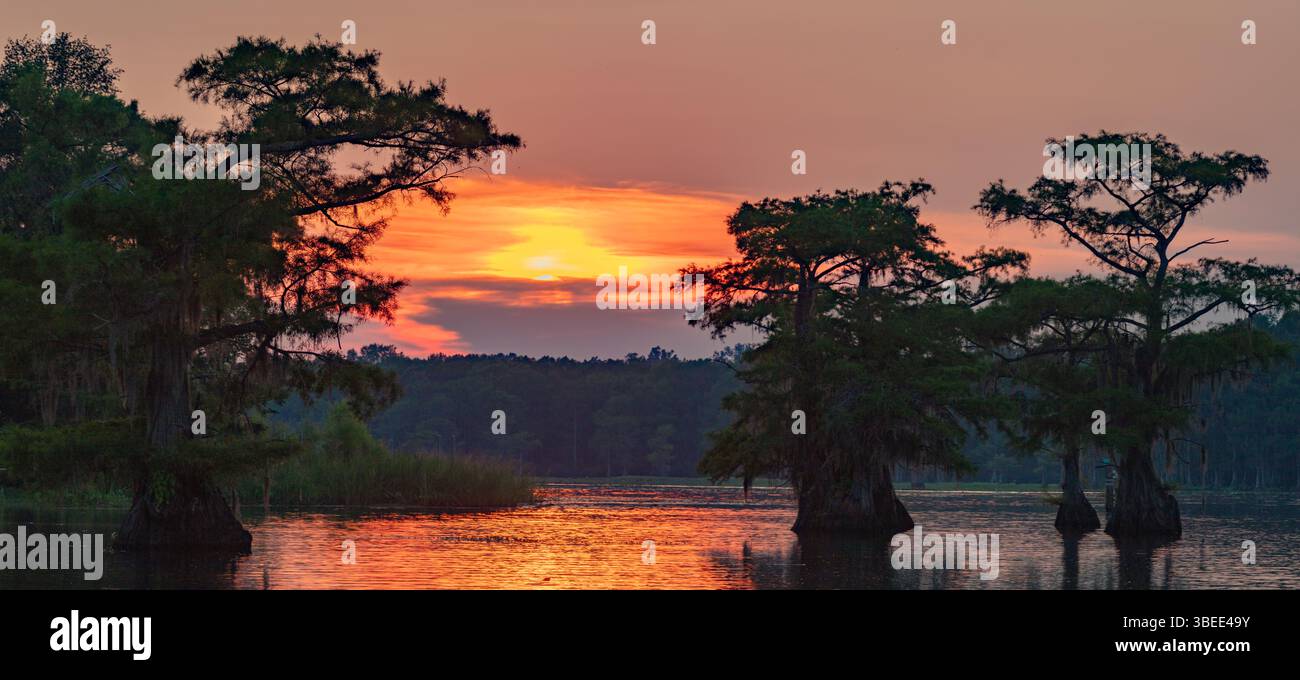 Sagome di cipressi calvi nel lago Caddo durante un tramonto colorato. Foto Stock