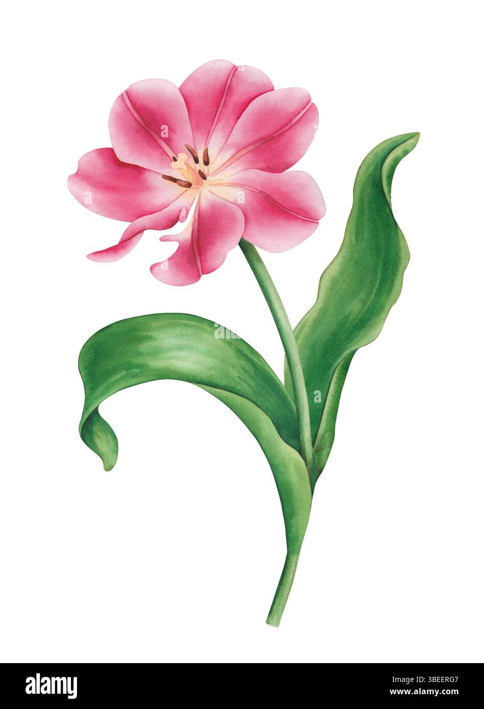 Tulipano acquerello con foglia verde. Illustrazione floreale ad acquerello disegnata a mano, sfondo bianco isolato Foto Stock