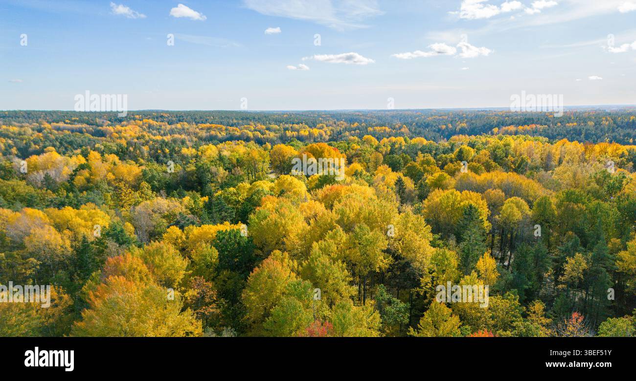 Vista aerea della foresta autunnale con foglie autunnali gialle e arancioni viste dall'alto sotto un cielo blu Foto Stock