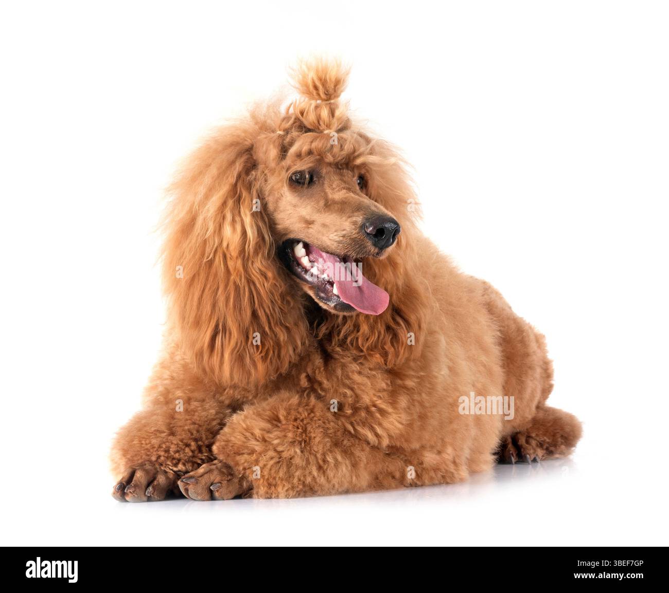 barboncino standard davanti allo sfondo bianco Foto Stock