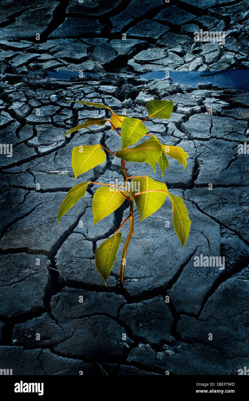 pianta verde che cresce da un terreno asciutto Foto Stock
