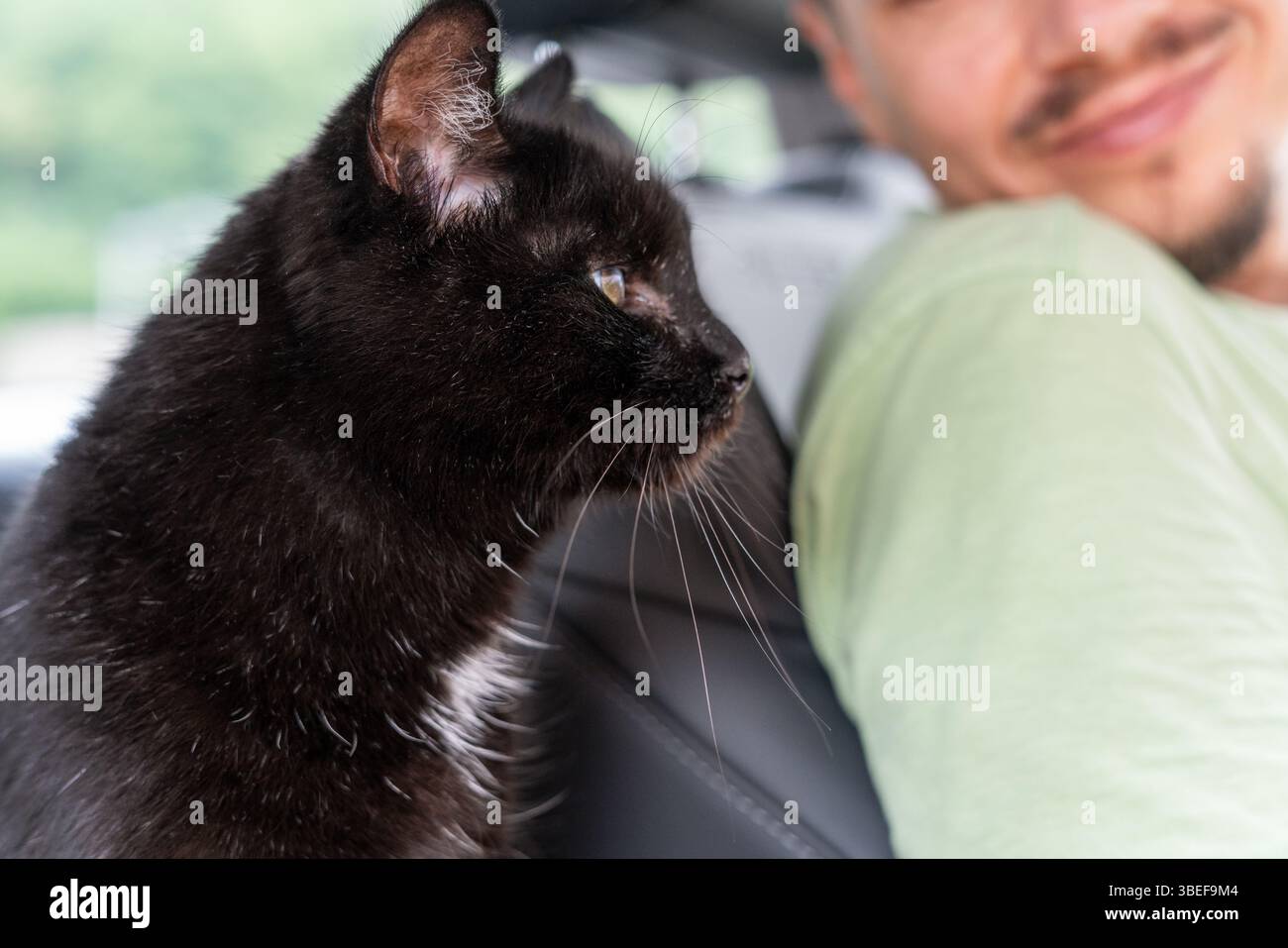 Gatto nero che guarda avanti con interesse e un uomo sorridente in sfocatura che viaggia in auto e viaggia con PET Friendship Foto Stock