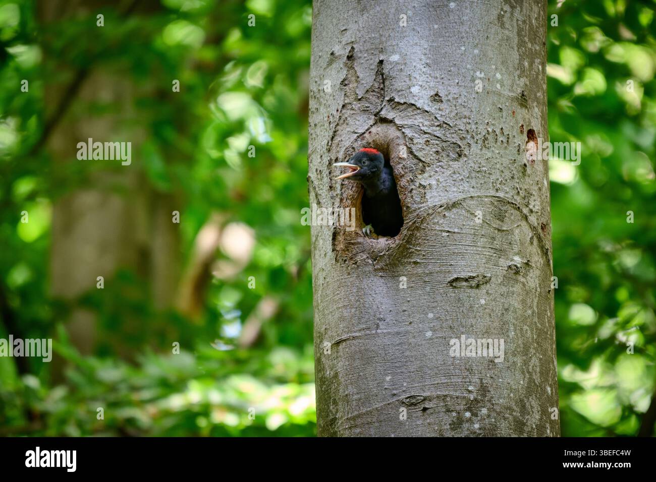 Il picchio nero giovane (Dryocopus martius) guarda fuori dalla cavità degli alberi, Heinsberg, Renania settentrionale-Vestfalia, Germania Foto Stock