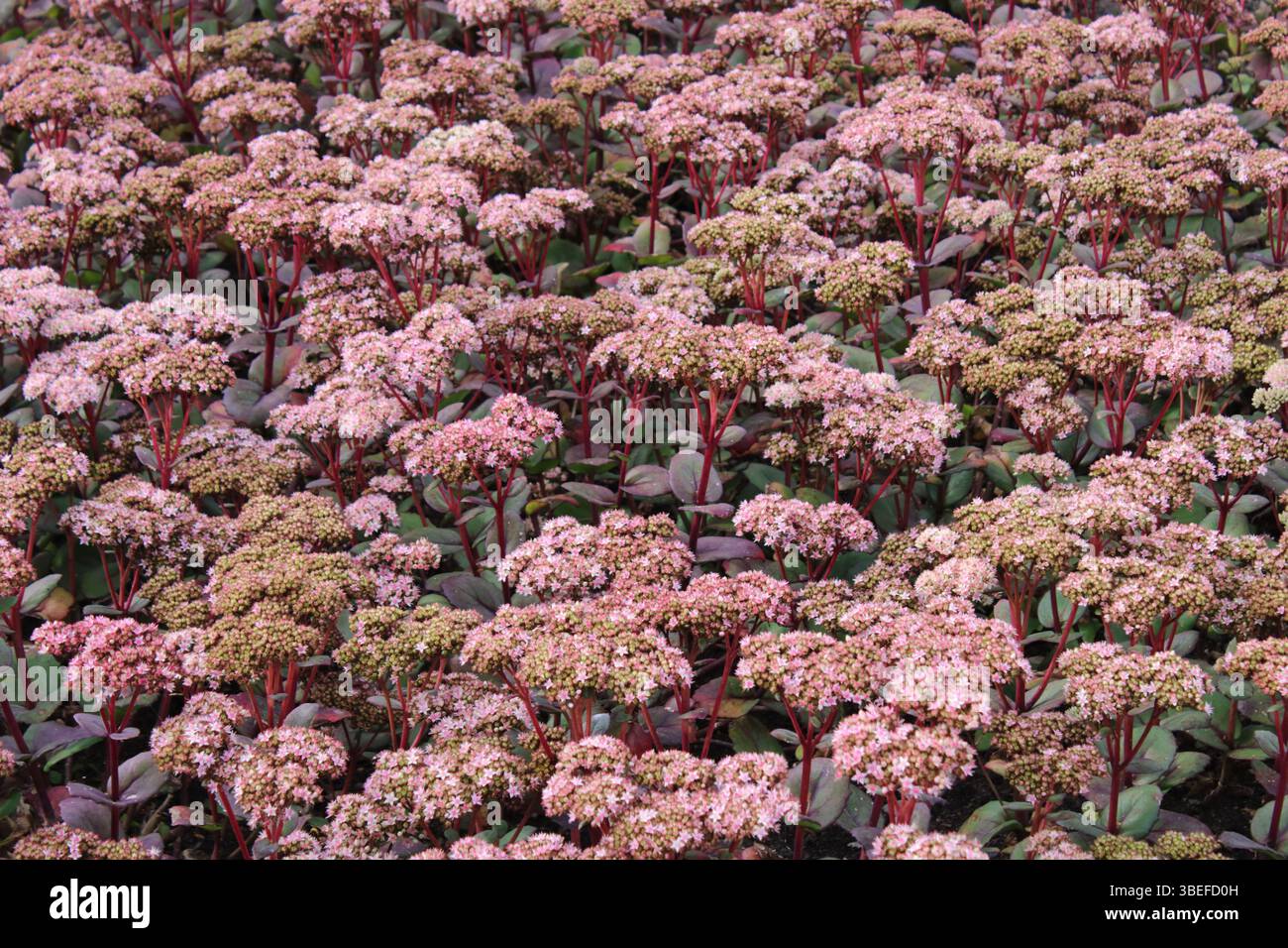 Stonecrop (Sedum telephium 'Matrona') Foto Stock