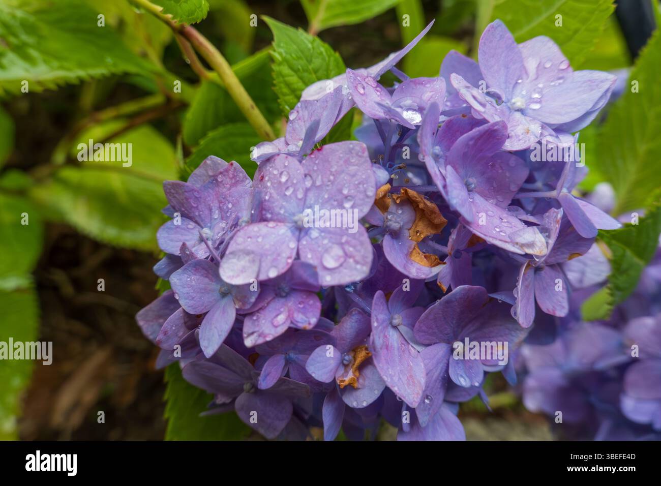 Ammasso di Hydrangea viola baciato dal Raindrop tra lussureggianti foglie verdi Foto Stock