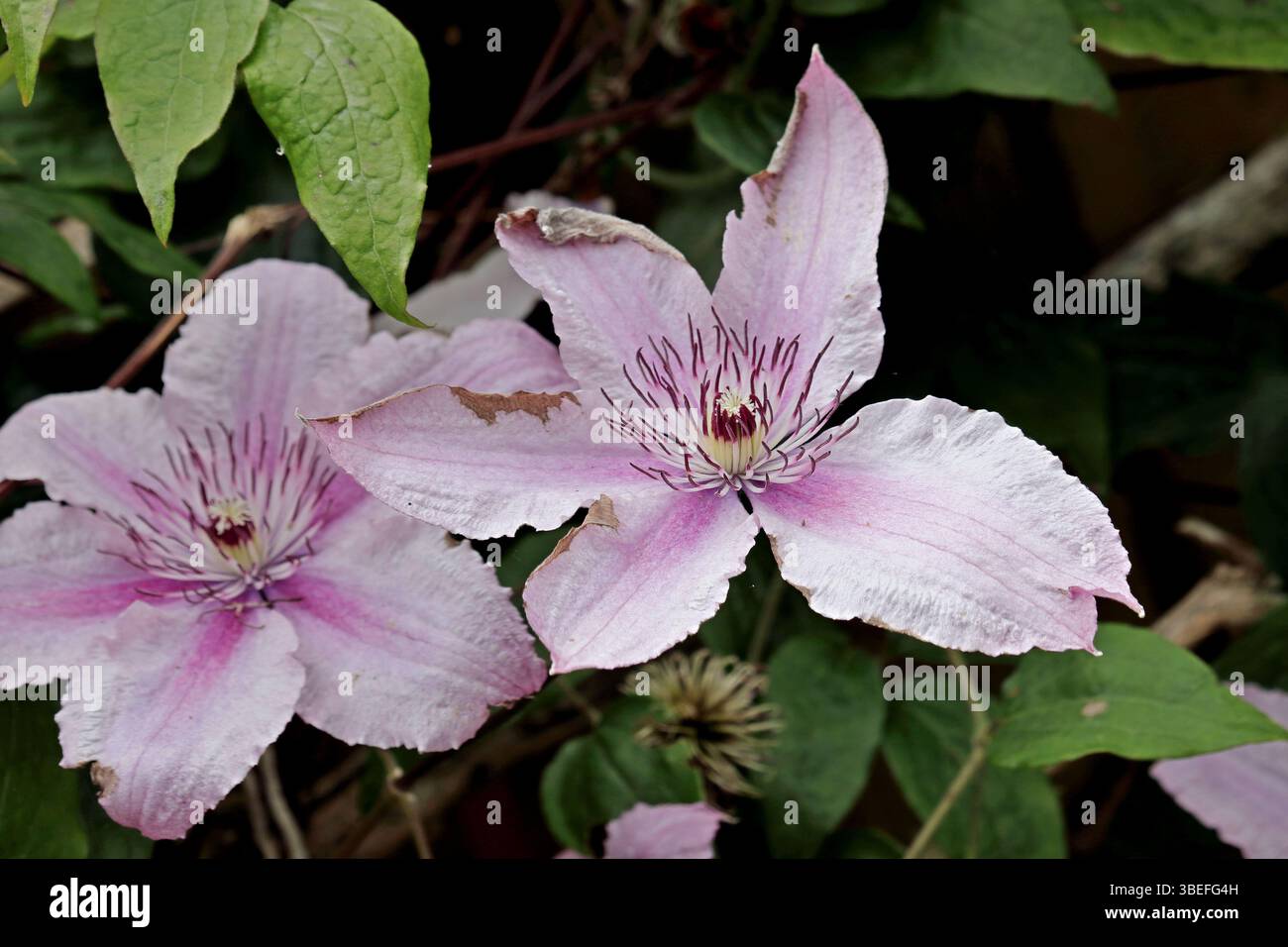 Clematis Hagley Hybrid, vigoroso e versatile, una varietà compatta e a fiori grandi che produce masse di fiori grandi, fino a sei pollici.Ivybridge Foto Stock