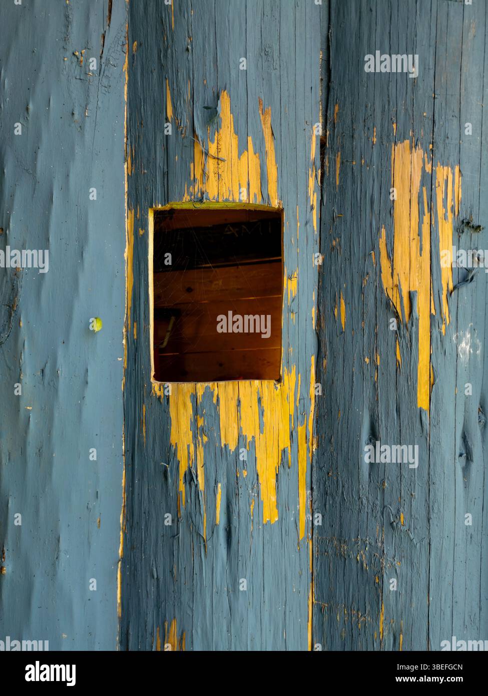 Una piccola apertura quadrata su una superficie di legno blu intemprata mostra il contrasto tra la vernice sbucciata e i grani di legno esposti. Foto Stock