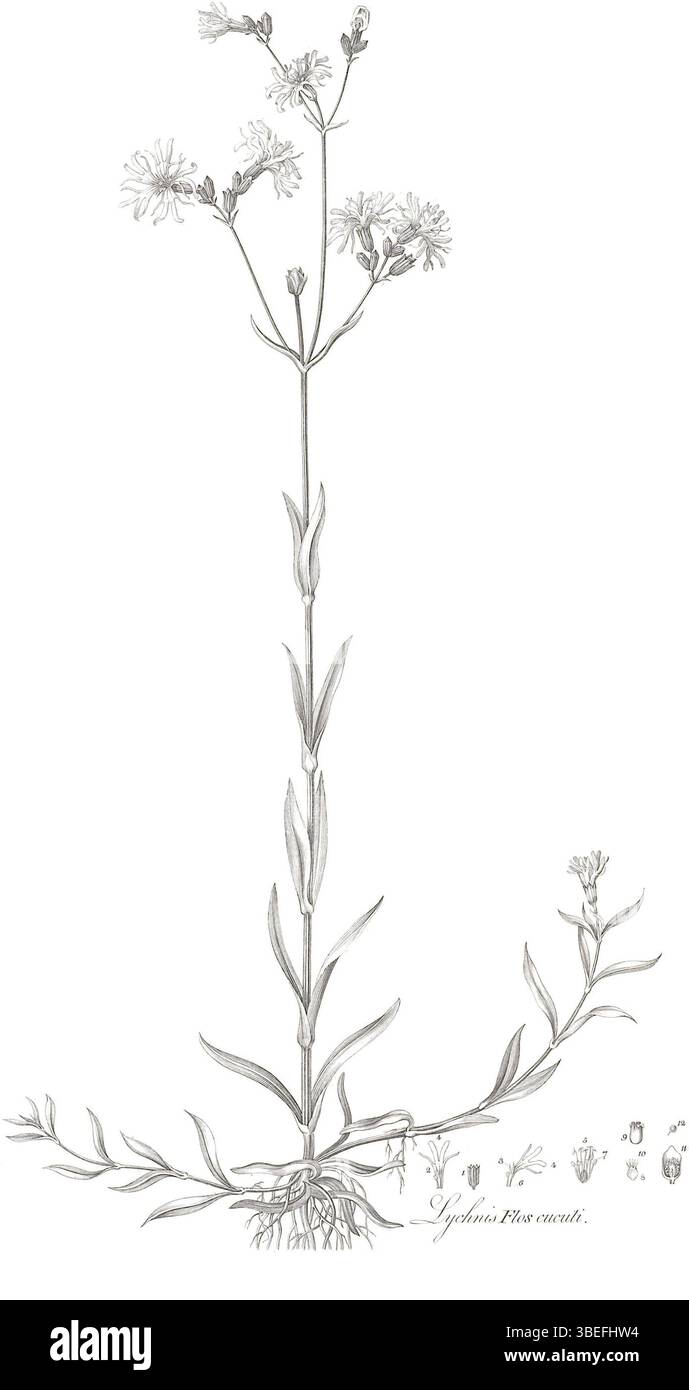 Placca scientifica del XVIII secolo di Lychnis flos-cuculi che mostra dettagli strutturali tra cui i suoi petali a cinque lobi, dieci stami, calice tubolare e la colorazione viola distintiva. Foto Stock Placca scientifica del XVIII secolo di Lychnis flos-cuculi che mostra dettagli strutturali tra cui i suoi petali a cinque lobi, dieci stami, calice tubolare e la colorazione viola distintiva. Foto Stock