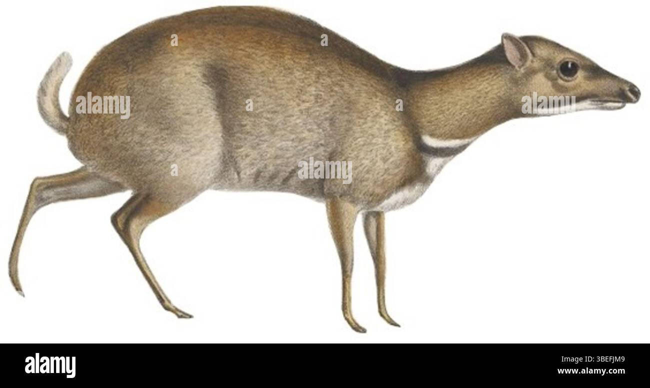 Questa stampa del Tragulus napu, creata da Jacques Christophe Werner tra il 1818 e il 1842, fa parte della collezione Iconographia Zoologica dell'Università di Amsterdam. La stampa è una prima illustrazione scientifica di questa piccola specie di ungulati. Foto Stock