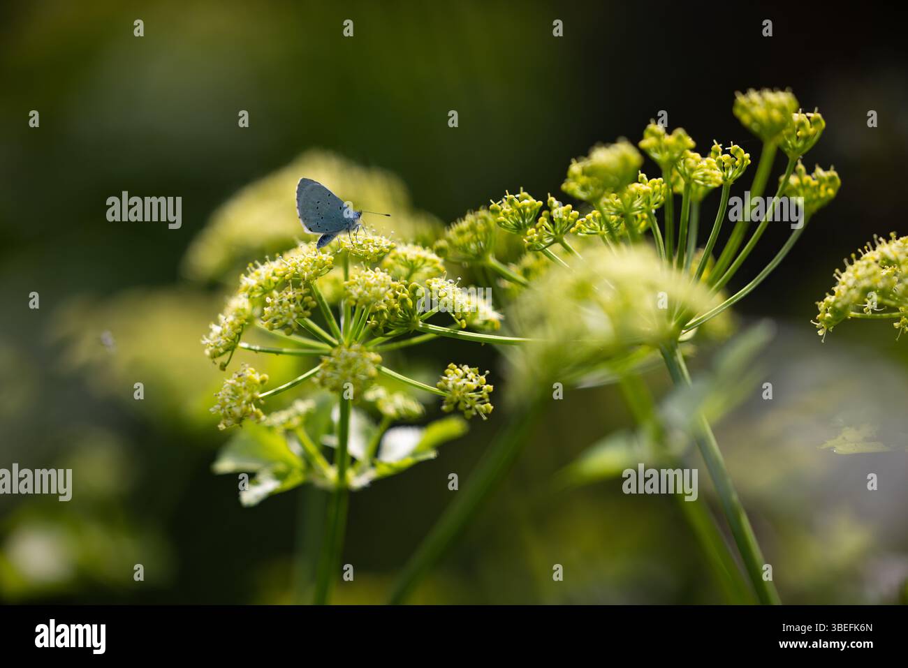 Primo piano di una farfalla blu (Celastrina argiolus) arroccata su fiori selvatici gialli in luce naturale soffusa, Isola di Wight, Regno Unito. Foto Stock