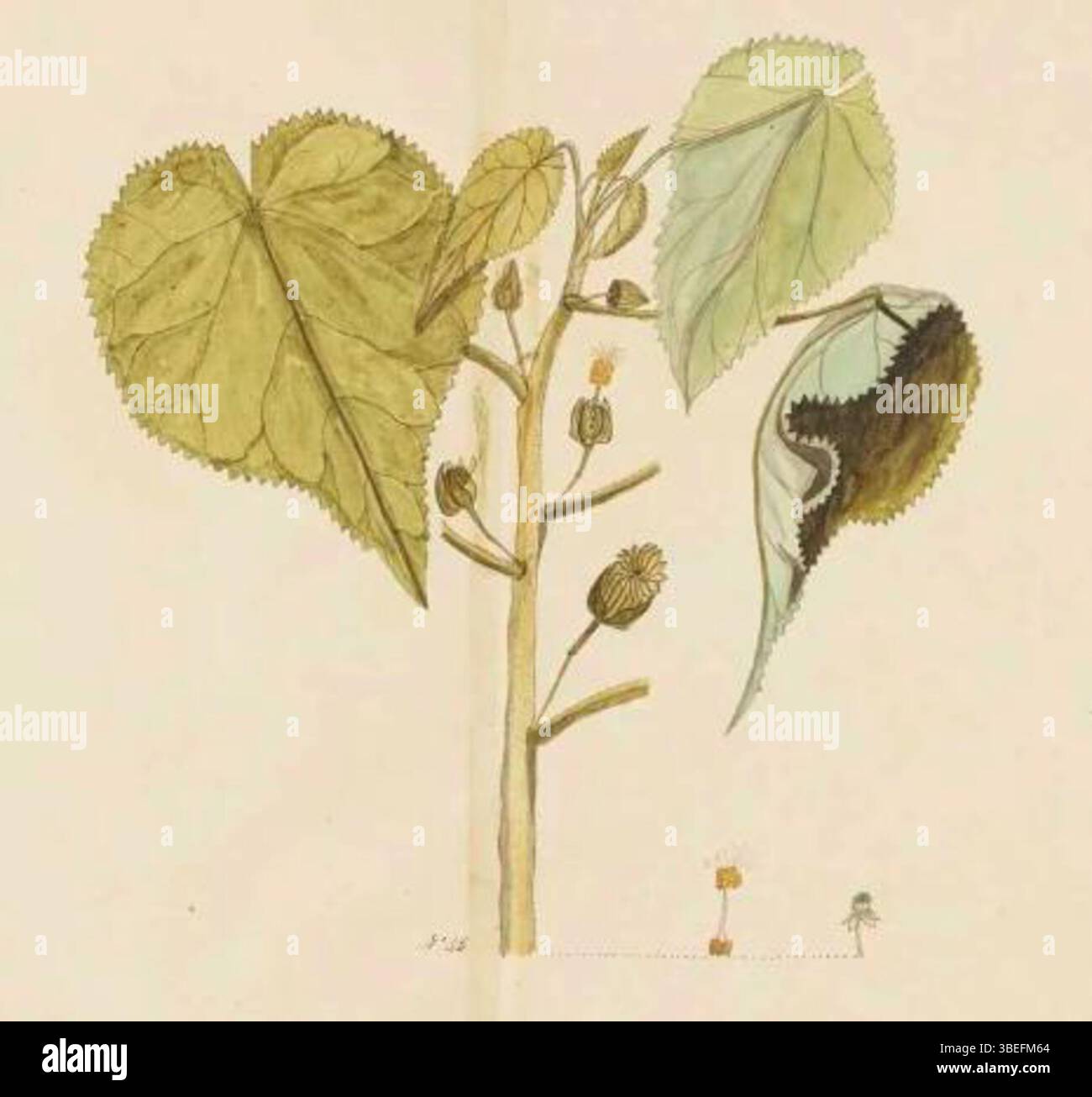 Questo acquerello di John Doody, creato nel 1795, illustra il soggetto botanico *Abutilon julianae*, una specie di pianta fiorita. L'opera è un esempio di illustrazione botanica, che mostra dettagli accurati della morfologia vegetale, tipici dell'arte scientifica della fine del XVIII secolo. Foto Stock
