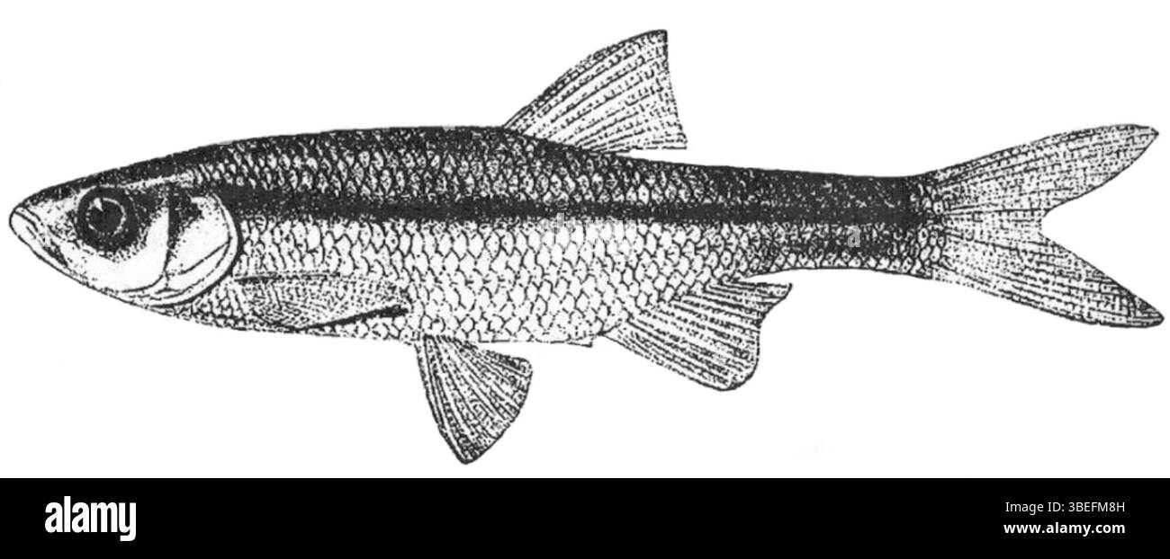 L'Alburnoides oblongus è una specie di pesci d'acqua dolce nota per la sua forma allungata del corpo. Questa specie è stata descritta per la prima volta alla fine del XIX secolo ed è stata osservata in vari ambienti acquatici. Il pesce è noto per le sue caratteristiche peculiari ed è stato oggetto di numerosi studi sulla biodiversità ittica. Foto Stock