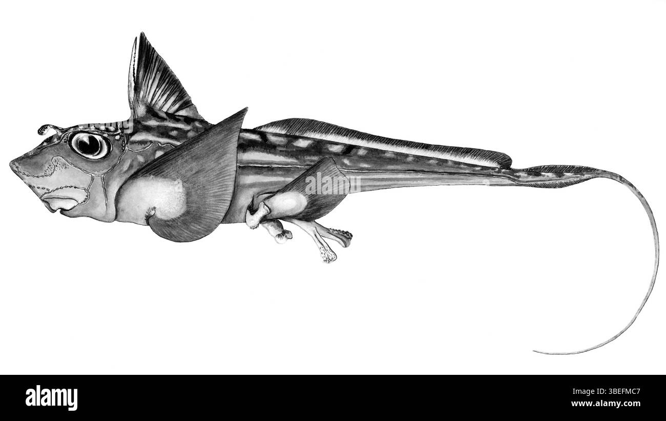La figura dello squalo fantasma (Hydrolagus novaezealandiae), noto anche come Chinaera novaezealandiae, è illustrata da L.T. Griffin. Questo disegno mette in evidenza le caratteristiche uniche di questa specie di acque profonde. Foto Stock