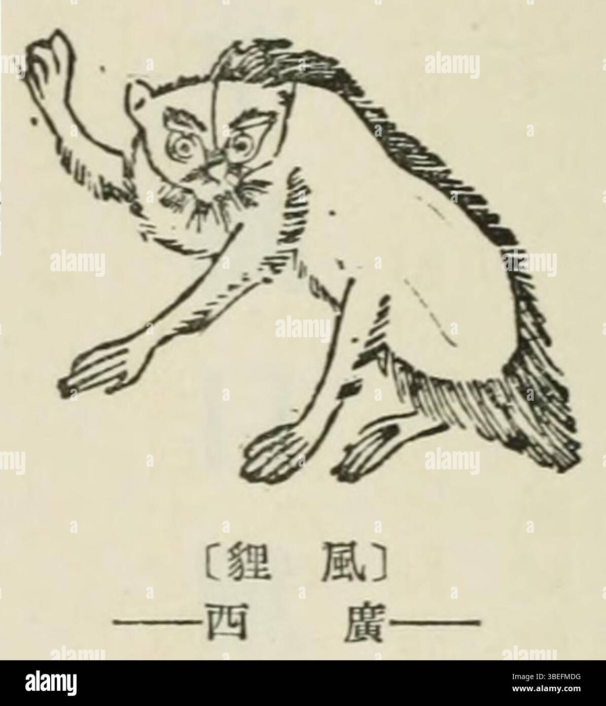 Illustrazione a blocchi di legno del Bencao Gangmu del 1603, riprodotta da Suzuki nel 1931, che mostra il fengli (furi) o “gatto leopardo del vento”, un piccolo felido comparabile al gatto leopardo Prionailurus bengalensis, incluso per le sue proprietà medicinali attribuite. Foto Stock