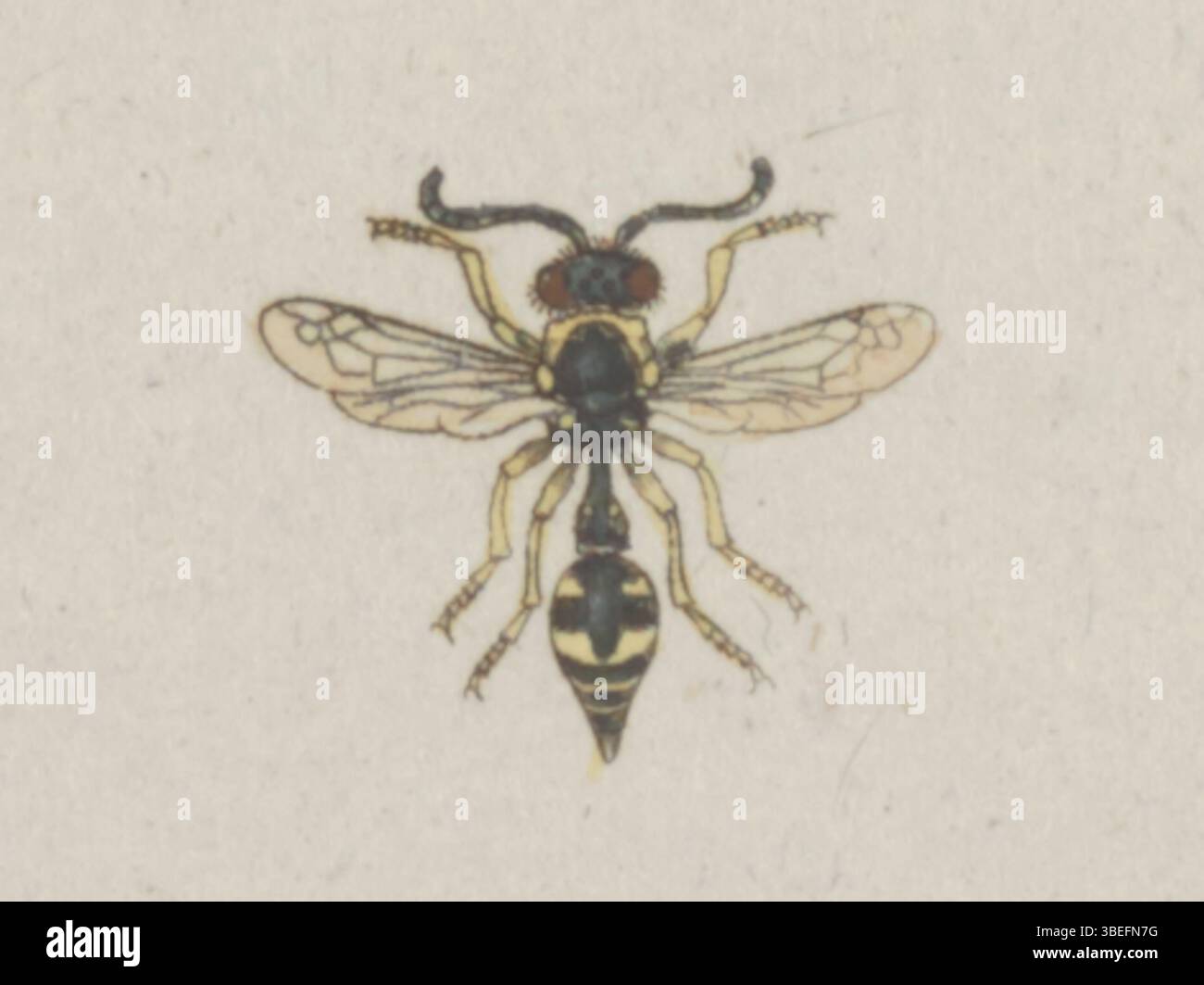 Questa stampa della collezione *Iconographia Zoologica* illustra la specie *Vespa pedunculata*, ora nota come *Eumenes pedunculatus*. L'immagine fa parte di uno studio zoologico più ampio ospitato presso l'Università di Amsterdam. Foto Stock