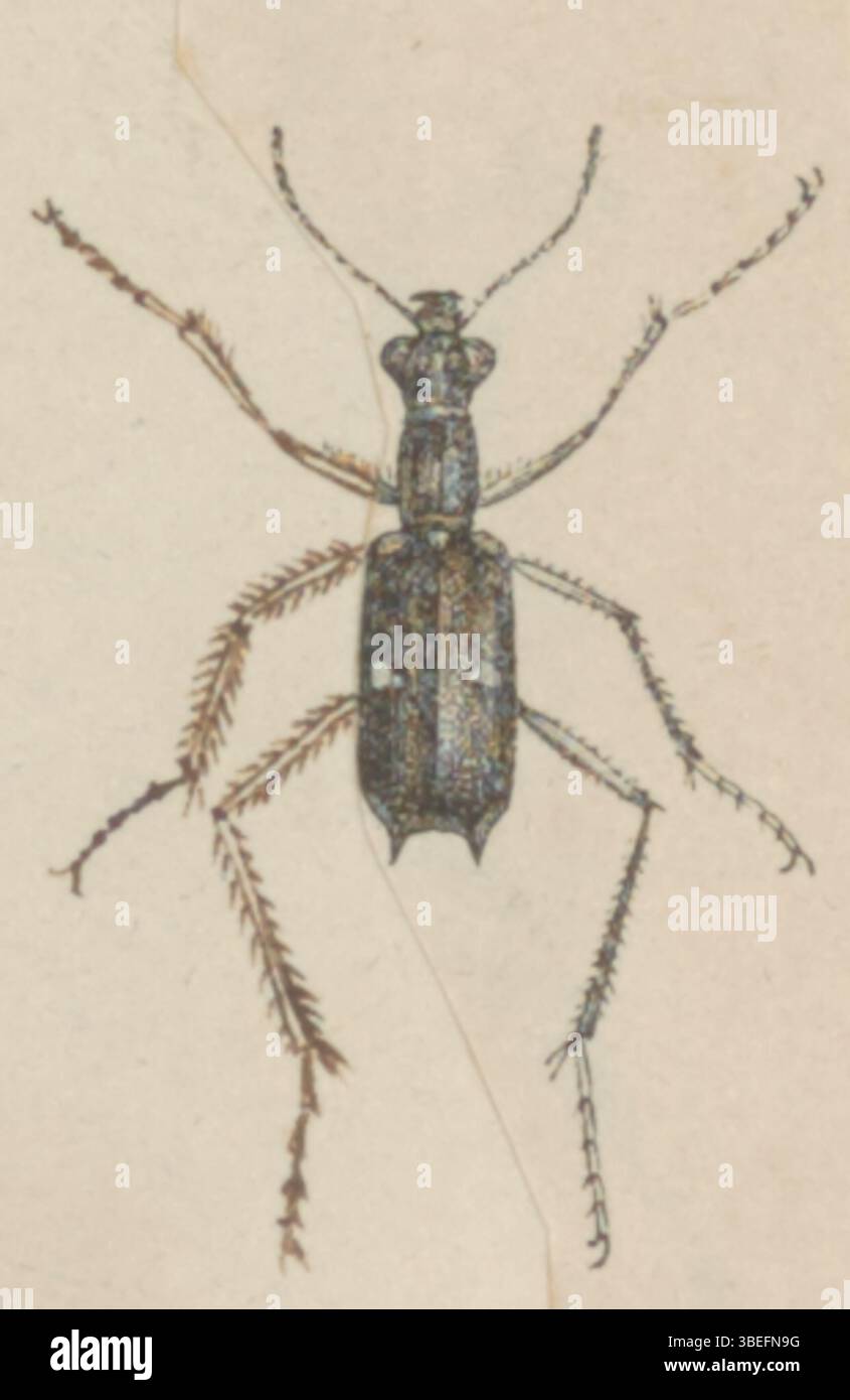 Questa stampa di Oxygonia, parte della serie 'Iconographia Zoologica', è ospitata nelle collezioni speciali dell'Università di Amsterdam. Raffigura il soggetto zoologico in dettagli intricati. Foto Stock