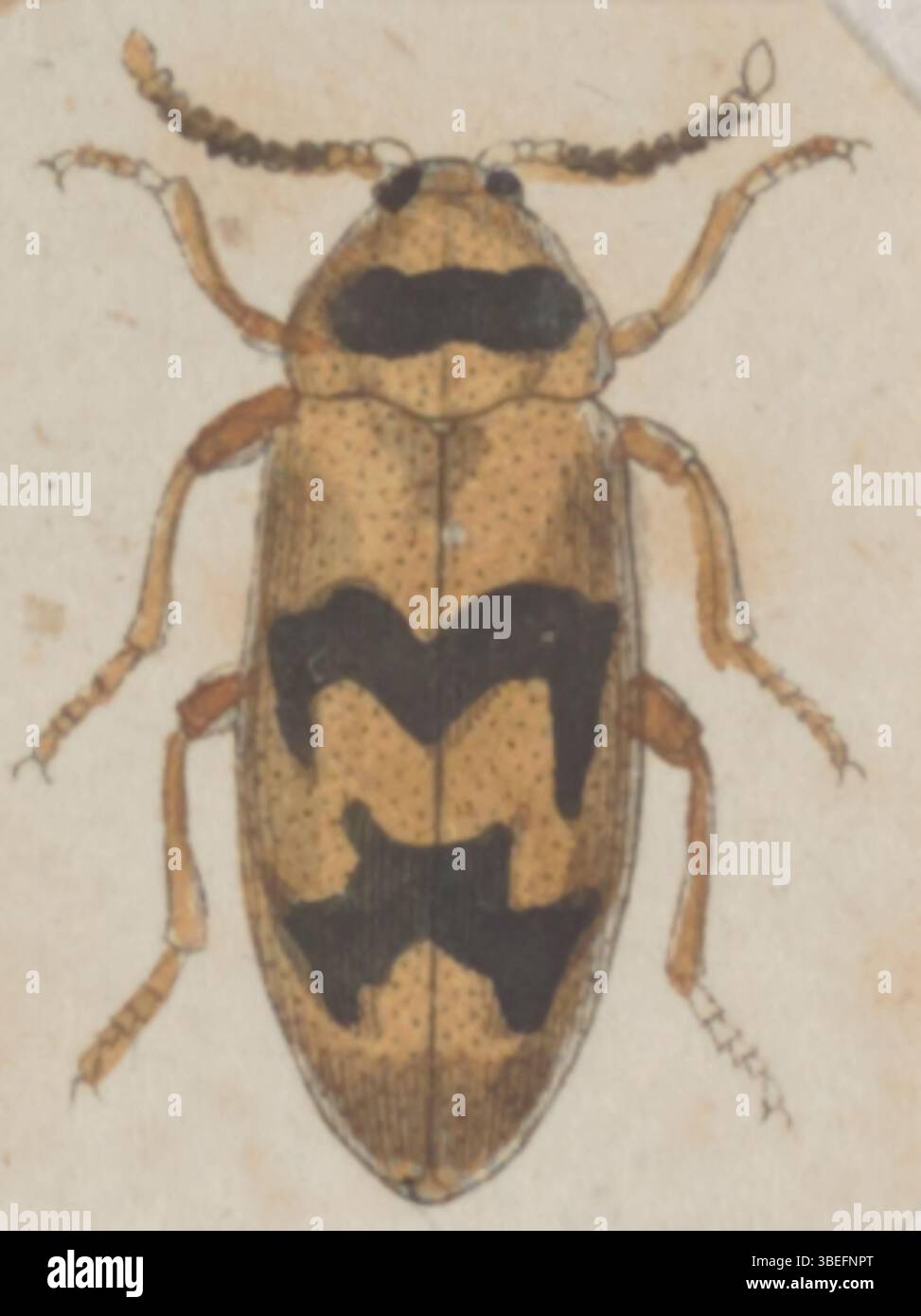 Questa stampa di Hallomenus, ospitata nella collezione Iconographia Zoologica dell'Università di Amsterdam, mostra la specie di Abdera. L'opera d'arte cattura le caratteristiche dettagliate di Hallomenus, un tipo di insetto noto per la sua distinta anatomia. La stampa fa parte di una collezione zoologica storica che mostra varie specie. Foto Stock