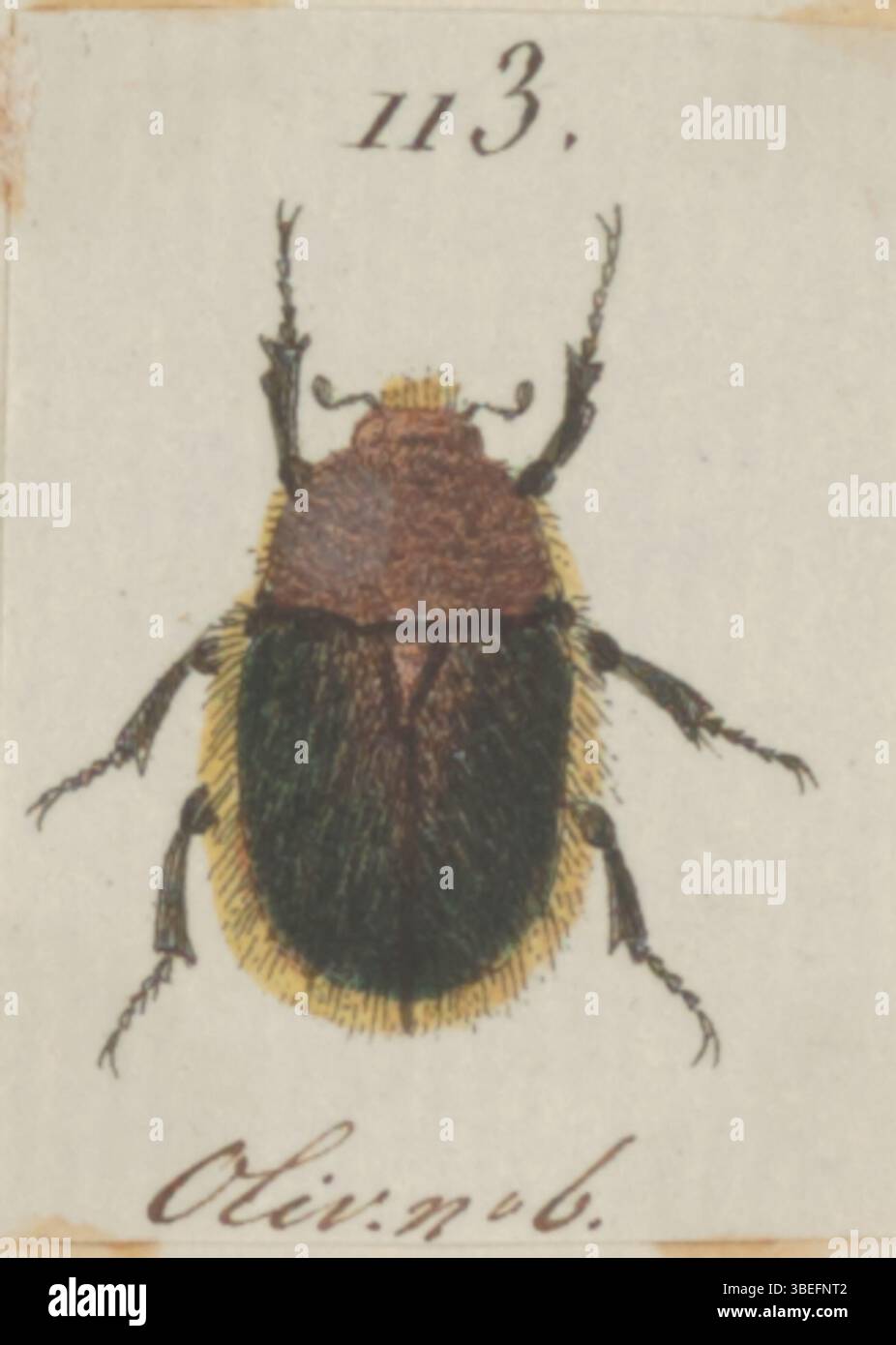 Questa stampa di *Iconographia Zoologica* raffigura l'Odontorrhina hispida, una specie di coleottero. La stampa fa parte di una più ampia collezione incentrata sulle illustrazioni zoologiche del XIX secolo. Foto Stock
