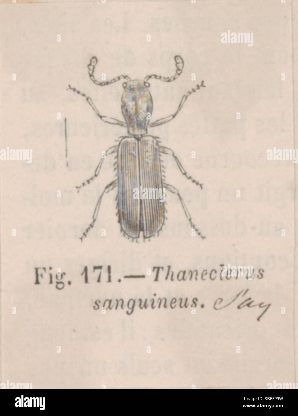 Questa stampa della collezione "Iconographia Zoologica" raffigura la specie Thanateroclerus, parte di un importante archivio zoologico dell'Università di Amsterdam. L'illustrazione mostra la specie in modo dettagliato e scientifico. Foto Stock