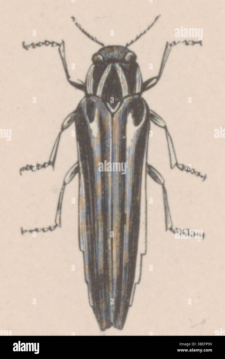 La stampa di Agrilus xantholomus, un insetto della famiglia Buprestidae, fa parte della collezione Iconographia Zoologica tenuta dall'Università di Amsterdam. L'immagine è un esempio storico di illustrazione entomologica. Foto Stock