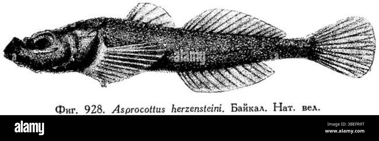 Asprocottus herzensteini è una specie di pesci d'acqua dolce documentata nel 1948, nota per il suo habitat in acque profonde nelle regioni artiche. Ha caratteristiche fisiologiche uniche che gli consentono di sopravvivere in ambienti freddi difficili. Foto Stock