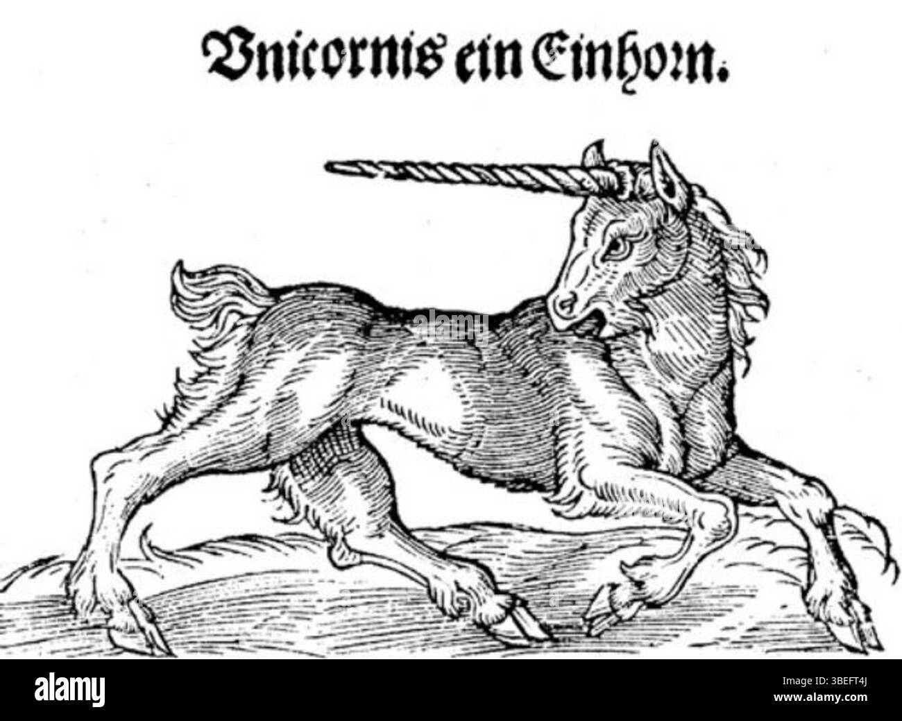L'incisione del 1545 intitolata "Unicornis" raffigura un unicorno tratto dalla traduzione tedesca di "De Animalibus" di Albertus Magnus. Combina le caratteristiche di una capra e di un cavallo, mostrando le percezioni medievali di creature mitiche. Foto Stock