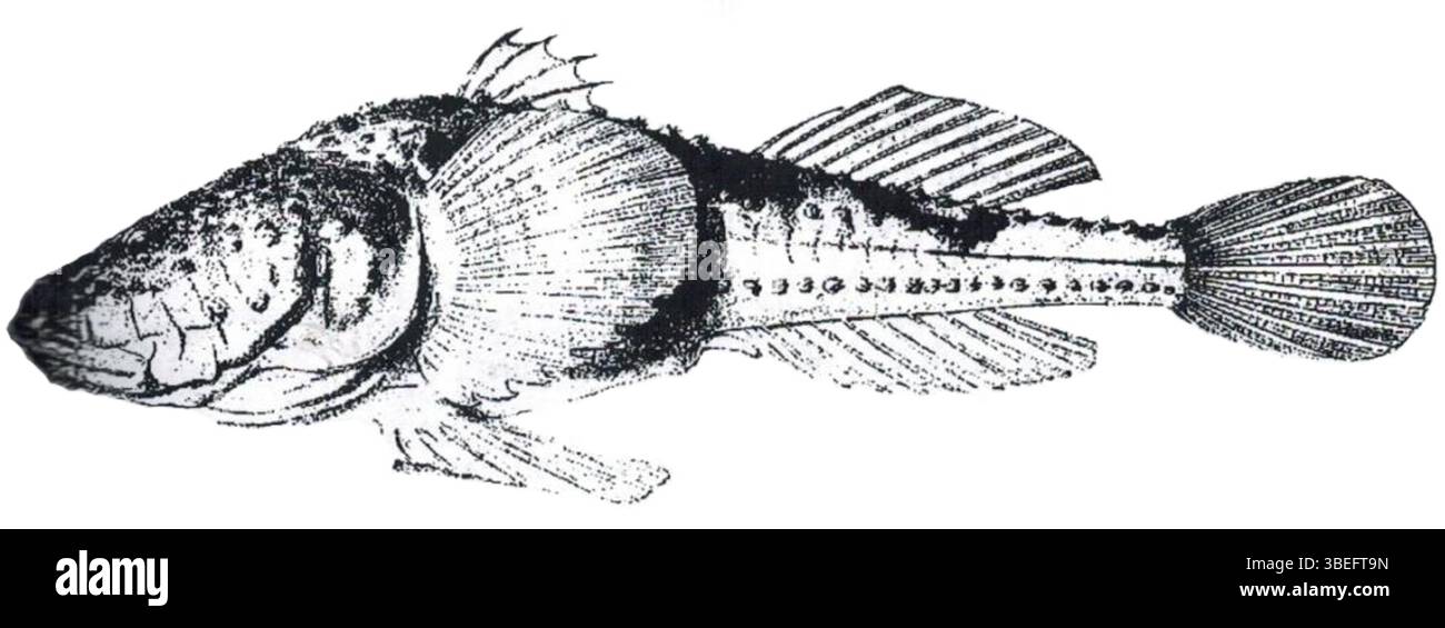 Benthophilus leobergius è una specie di pesci con pinne razze. È stato descritto per la prima volta nel 1876 e osservato in varie parti del mondo. Questo pesce si trova tipicamente in specifici ambienti acquatici ed è noto per le sue caratteristiche biologiche uniche. Foto Stock