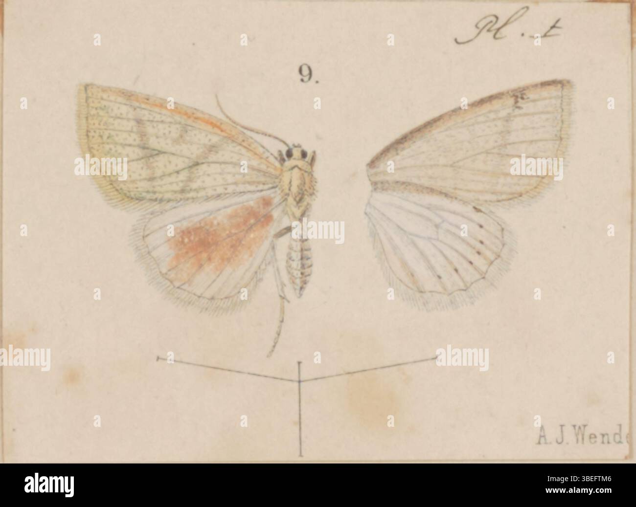 Illustrazione di un granchio femminile del genere Perusia, parte della collezione zoologica Iconographia Zoologica dell'Università di Amsterdam. Foto Stock