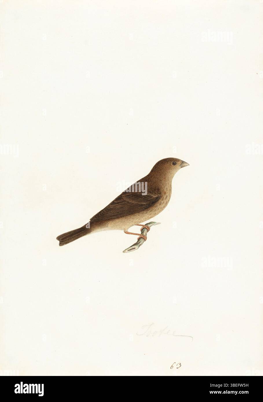 Questa specie di finch, attualmente non identificata, presenta una combinazione di piumaggio marrone, grigio e striato. Si trova in genere nei campi erbosi o nei boschi, spesso alimentati con semi. Sono necessari ulteriori studi per determinare definitivamente la sua esatta specie. Foto Stock Questa specie di finch, attualmente non identificata, presenta una combinazione di piumaggio marrone, grigio e striato. Si trova in genere nei campi erbosi o nei boschi, spesso alimentati con semi. Sono necessari ulteriori studi per determinare definitivamente la sua esatta specie. Foto Stock