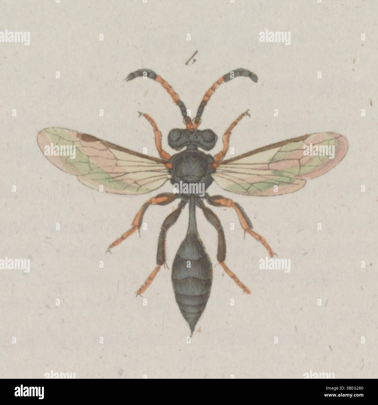 Una stampa scientifica della serie 'Iconographia Zoologica', con Sphex atra (ora PSEN ater), una specie di insetti documentata all'inizio del XIX secolo. La stampa fa parte delle collezioni speciali dell'Università di Amsterdam. Foto Stock