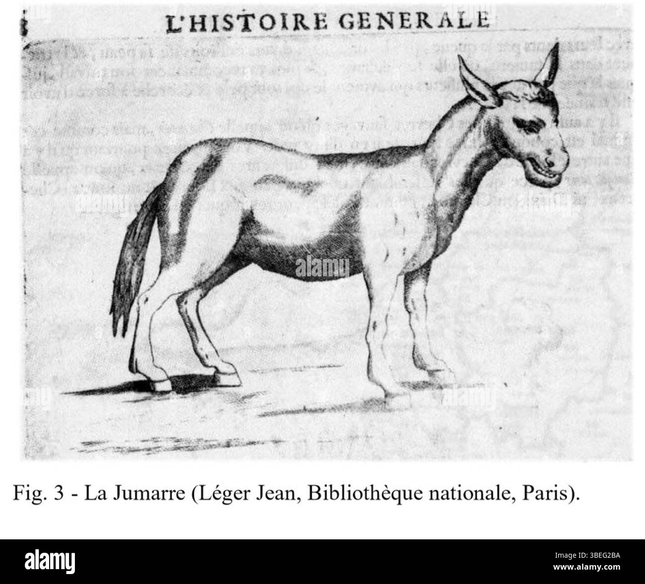 Questo disegno del 1669 di Jean Léger ritrae un jumart, un animale ibrido. Léger, pastore e artista francese, è noto per le sue dettagliate raffigurazioni degli animali e la loro anatomia. Il disegno fornisce un'interpretazione scientifica e artistica della creatura, mescolando storia naturale con arte. Foto Stock