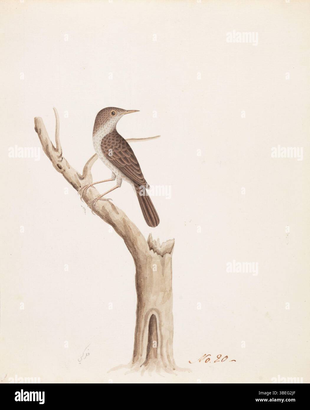 Questo dipinto del 1800 raffigura una specie non identificata di Acrocephaline, un tipo di uccello appartenente alla famiglia della parula. Conosciuto per la sua abilità canora, l'uccello è appollaiato, probabilmente in un habitat naturale. Il dipinto cattura le delicate caratteristiche dell'uccello e il corpo snello, rappresentativo del gruppo parrucchiere. Foto Stock Questo dipinto del 1800 raffigura una specie non identificata di Acrocephaline, un tipo di uccello appartenente alla famiglia della parula. Conosciuto per la sua abilità canora, l'uccello è appollaiato, probabilmente in un habitat naturale. Il dipinto cattura le delicate caratteristiche dell'uccello e il corpo snello, rappresentativo del gruppo parrucchiere. Foto Stock