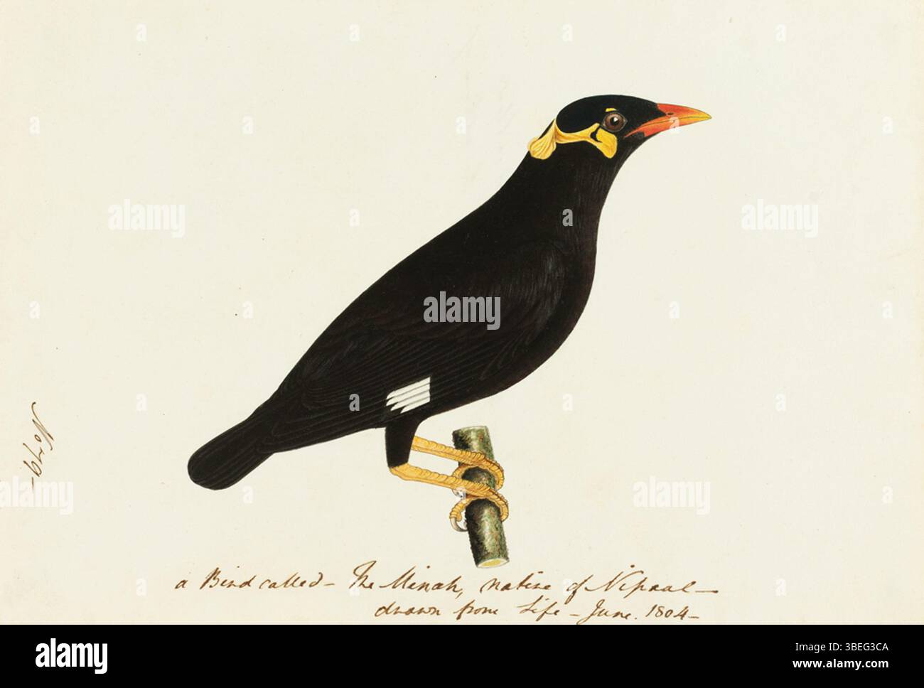 La Hill Myna (Gracula religiosa) è un grande uccello vocale noto per le sue impressionanti piume nere e le macchie facciali gialle. Originaria dell'Asia meridionale, è rinomata per la sua capacità di imitare il linguaggio umano. Il forte richiamo dell'uccello e l'aspetto colorato lo rendono un animale e un'attrazione molto popolari in natura. Foto Stock La Hill Myna (Gracula religiosa) è un grande uccello vocale noto per le sue impressionanti piume nere e le macchie facciali gialle. Originaria dell'Asia meridionale, è rinomata per la sua capacità di imitare il linguaggio umano. Il forte richiamo dell'uccello e l'aspetto colorato lo rendono un animale e un'attrazione molto popolari in natura. Foto Stock