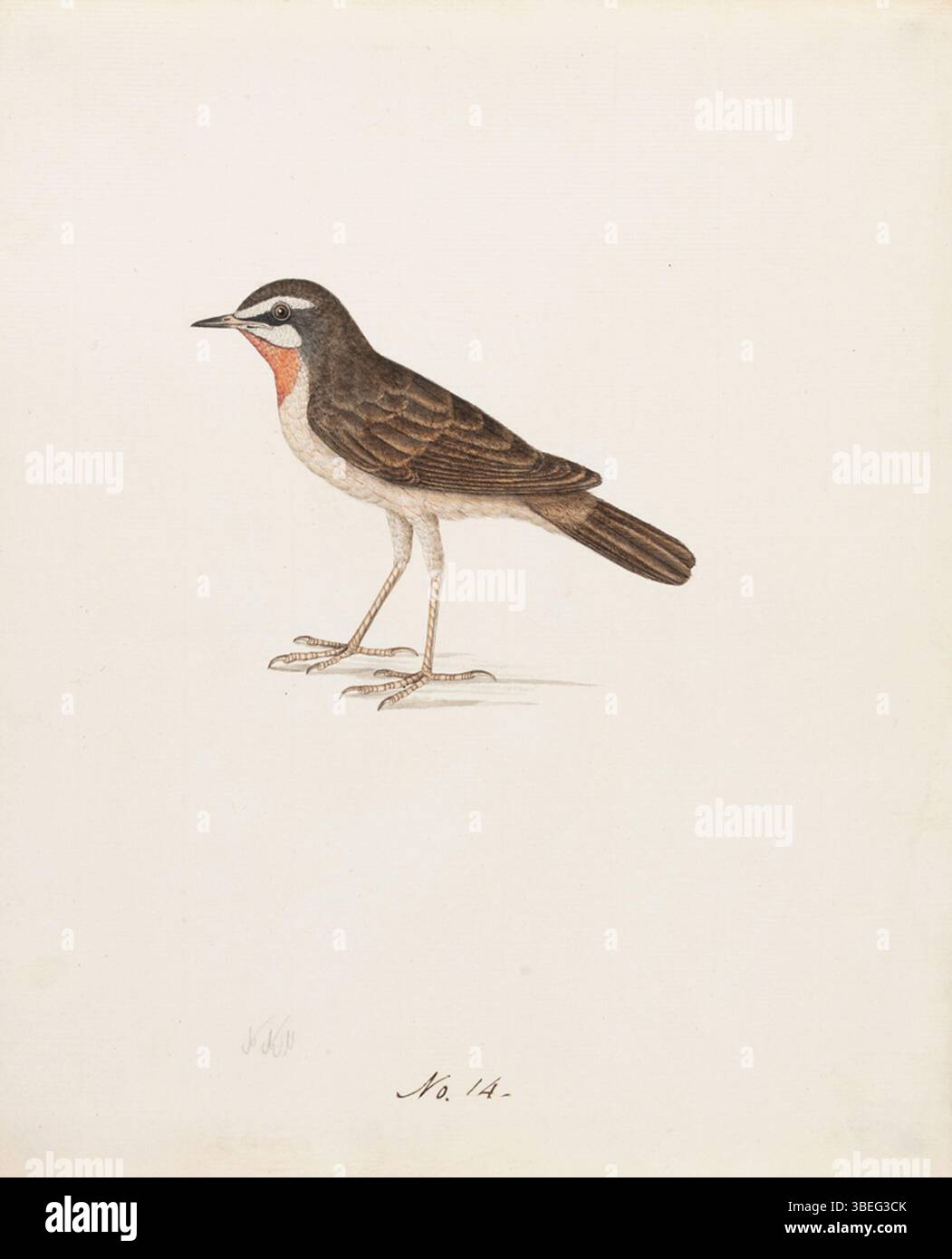 Questo dipinto degli anni '1800 presenta la gola di rubythroat siberiana, un uccello noto per la sua vivace gola rossa. L'opera d'arte mette in risalto il piumaggio colorato e la forma naturalistica dell'uccello. Foto Stock Questo dipinto degli anni '1800 presenta la gola di rubythroat siberiana, un uccello noto per la sua vivace gola rossa. L'opera d'arte mette in risalto il piumaggio colorato e la forma naturalistica dell'uccello. Foto Stock