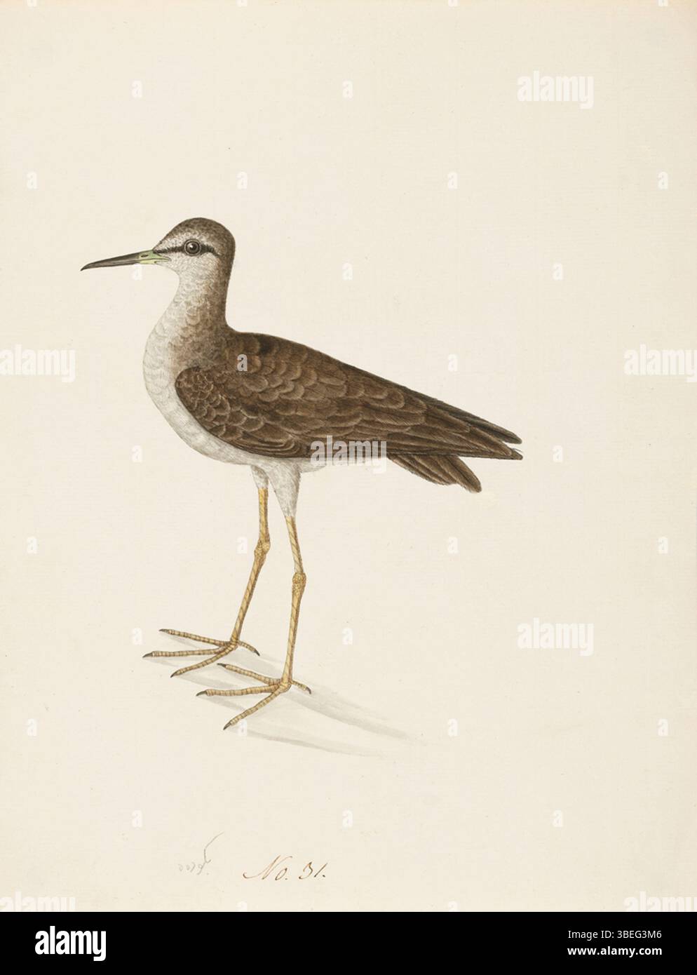 Questo dipinto del 1800 presenta un Calidrid, un piccolo uccello wader noto per la sua natura migratoria e l'habitat costiero. Le delicate caratteristiche dell'uccello, tra cui il suo lungo becco e il corpo snello, sono raffigurate con dettagli intricati. I Calidridi si trovano comunemente a nutrirsi lungo le coste, dove si nutrono per invertebrati in distese fangose e spiagge sabbiose. Foto Stock Questo dipinto del 1800 presenta un Calidrid, un piccolo uccello wader noto per la sua natura migratoria e l'habitat costiero. Le delicate caratteristiche dell'uccello, tra cui il suo lungo becco e il corpo snello, sono raffigurate con dettagli intricati. I Calidridi si trovano comunemente a nutrirsi lungo le coste, dove si nutrono per invertebrati in distese fangose e spiagge sabbiose. Foto Stock