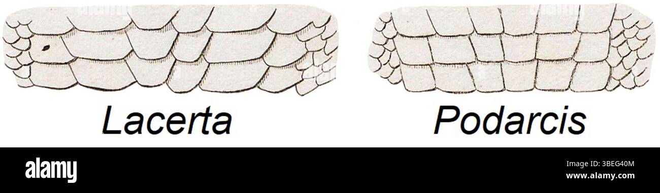 Questa illustrazione zoologica del periodo tra il 1700 e il 1880 mostra le scale ventrali di due specie: Lacerta viridis e Podarcis muralis. La descrizione dettagliata evidenzia le caratteristiche anatomiche di questi rettili. Foto Stock