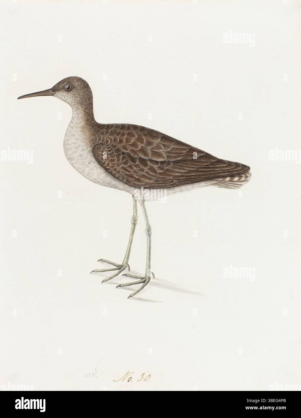 Questo dipinto del 1800 mostra un calidrid, un piccolo uccello wader tipico delle coste e delle distese fangose. La struttura sottile e il becco affilato dell’uccello sono descritti in dettaglio nell’opera d’arte, che riflette il ruolo dell’uccello negli ecosistemi costieri dove si nutre di piccoli invertebrati. I Calidridi sono specie migratorie comuni e sono spesso visti lungo le spiagge sabbiose durante le migrazioni stagionali. Foto Stock Questo dipinto del 1800 mostra un calidrid, un piccolo uccello wader tipico delle coste e delle distese fangose. La struttura sottile e il becco affilato dell’uccello sono descritti in dettaglio nell’opera d’arte, che riflette il ruolo dell’uccello negli ecosistemi costieri dove si nutre di piccoli invertebrati. I Calidridi sono specie migratorie comuni e sono spesso visti lungo le spiagge sabbiose durante le migrazioni stagionali. Foto Stock